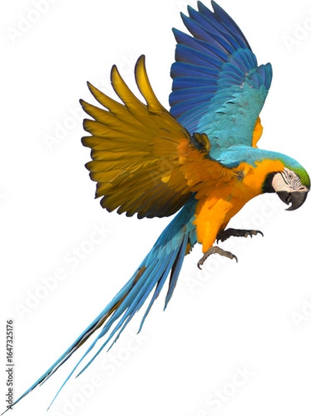 Obraz Beautiful Bird parrot blue and gold Macaw are flying