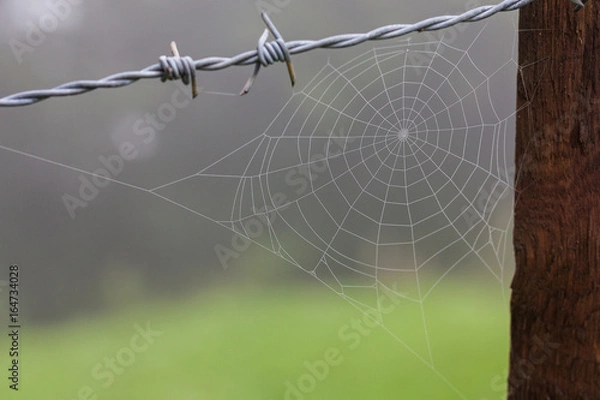 Fototapeta toile d'araignée