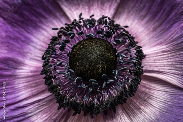 Fototapeta fleur macro