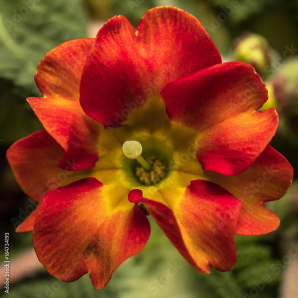 Fototapeta fleur rouge