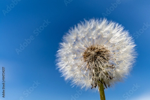 Fototapeta pissenlit