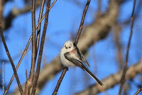 Obraz シマエナガ