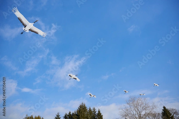 Obraz タンチョウ