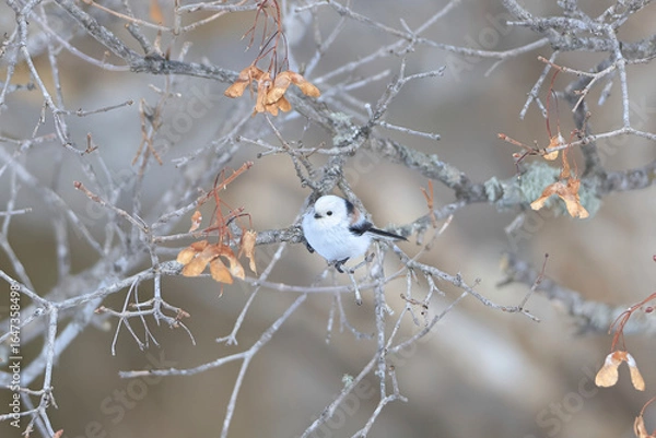 Obraz シマエナガ