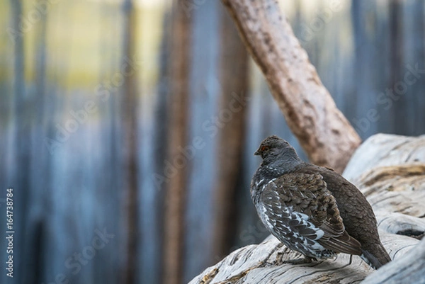 Fototapeta Grouse on a Log