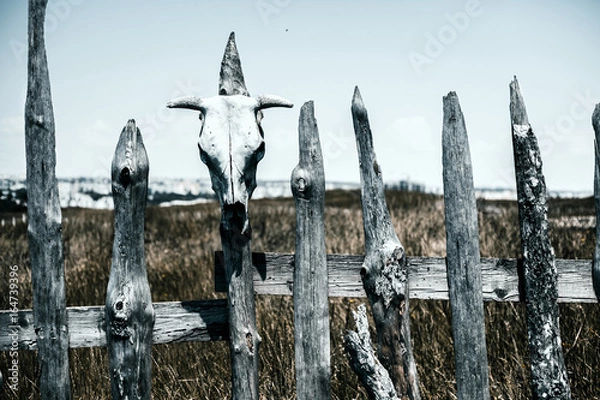 Fototapeta Fence with dried skulls.