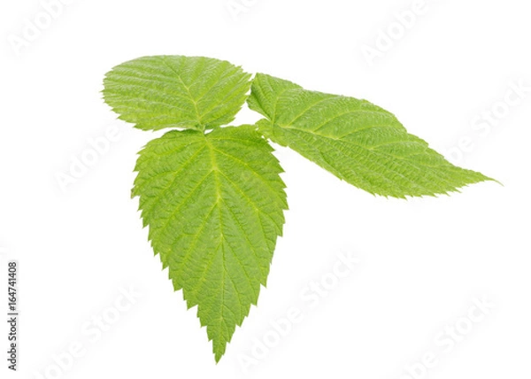 Obraz Raspberry Leaf