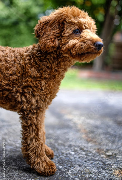 Fototapeta Cavoodle puppy Cavapoo
