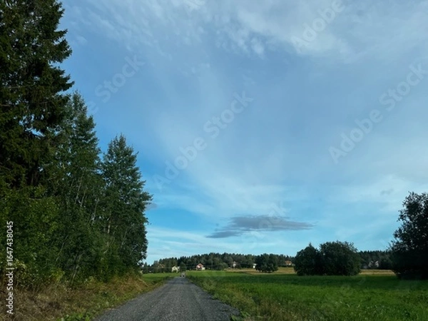 Fototapeta road in the forest