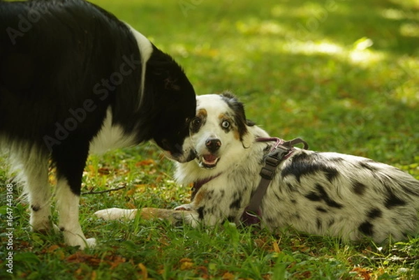 Fototapeta Two dogs are laying in the grass, one of which is wearing a harness