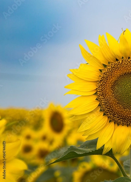 Fototapeta SunFlower