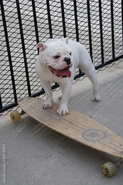 Obraz Longboarding Bulldog