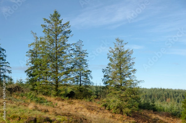 Obraz trees in the forest