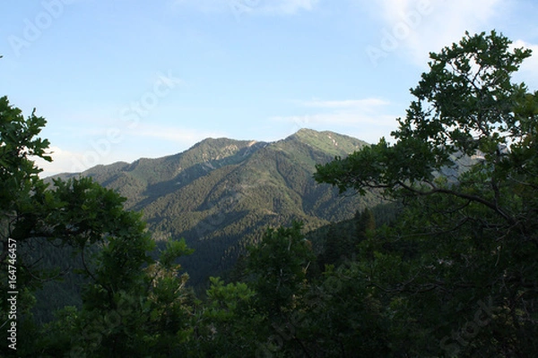 Obraz Peak Nestled Amongst the Trees