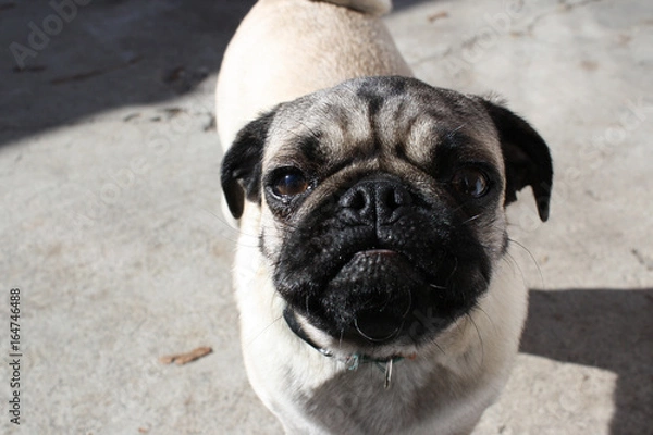 Obraz Pug Face