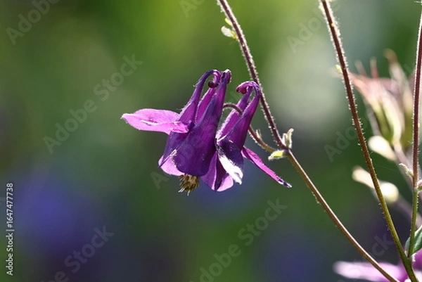 Obraz Akelei Pflanze