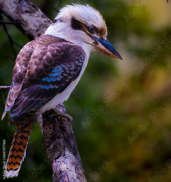 Fototapeta kookaburra