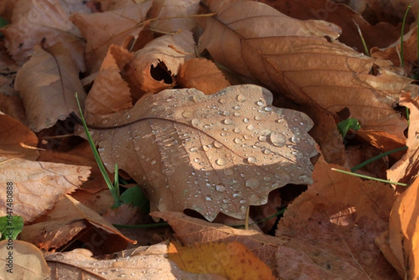 Fototapeta A withered fallen oak leaf in raindrops lies on the ground in autumn