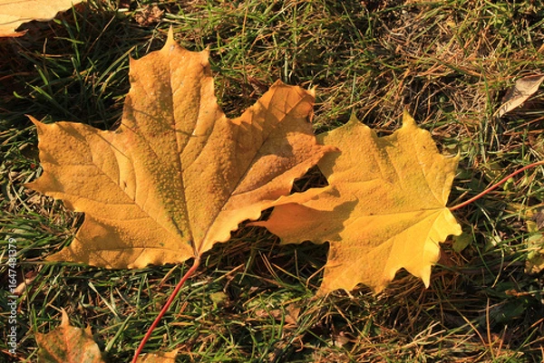 Fototapeta Two fallen orange maple leaves in dew drops lies on the grass in autumn