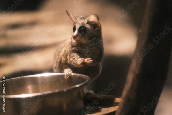 Fototapeta Bushbaby with Sparkling Eyes Spotting Something