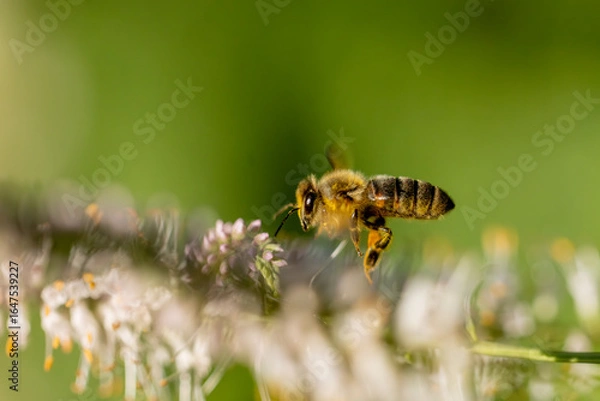 Fototapeta A macro shot of a bee in mid-flight approaching delicate white and pink flowers, set against a soft, green natural background.