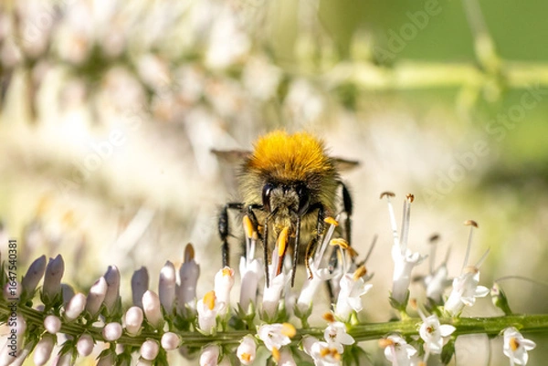 Fototapeta A macro shot of a bee in mid-flight approaching delicate white and pink flowers, set against a soft, green natural background.