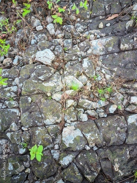 Obraz "Amidst the strength of the rocks that have passed through time, small plants still take root and grow."