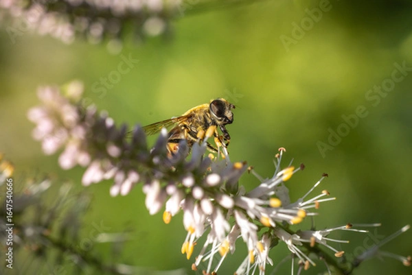 Fototapeta A macro shot of a bee in mid-flight approaching delicate white and pink flowers, set against a soft, green natural background.