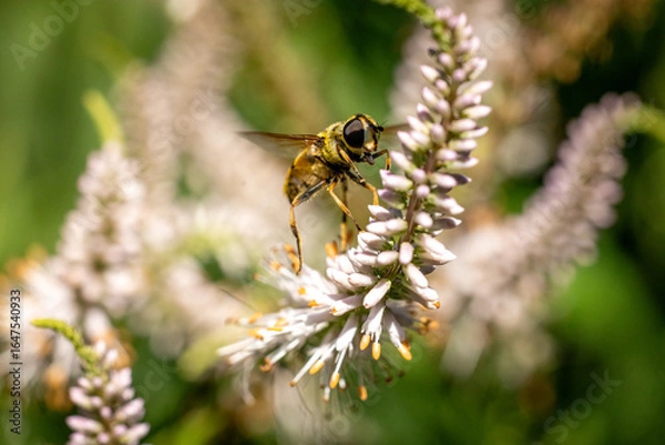 Fototapeta A macro shot of a bee in mid-flight approaching delicate white and pink flowers, set against a soft, green natural background.