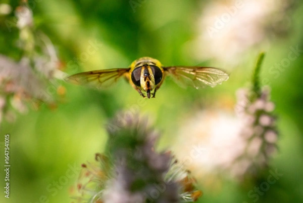 Fototapeta A macro shot of a bee in mid-flight approaching delicate white and pink flowers, set against a soft, green natural background.