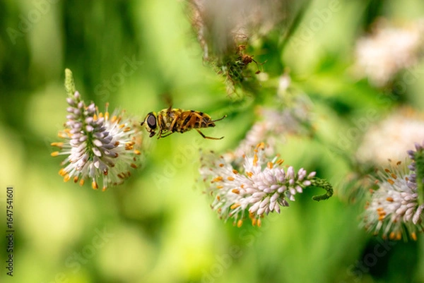 Fototapeta A macro shot of a bee in mid-flight approaching delicate white and pink flowers, set against a soft, green natural background.