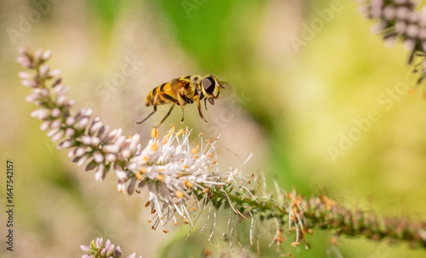 Fototapeta A macro shot of a bee in mid-flight approaching delicate white and pink flowers, set against a soft, green natural background.