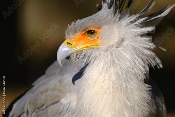 Fototapeta Secretarybird Looking Sharply to the Right