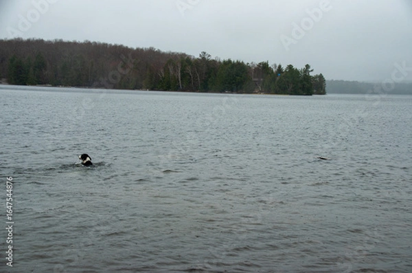 Fototapeta A wide shot of a lone black and white dog swimming in the cold water of a lake during spring. The scene has a peaceful, cloudy atmosphere with a tree-lined shore in the distance.