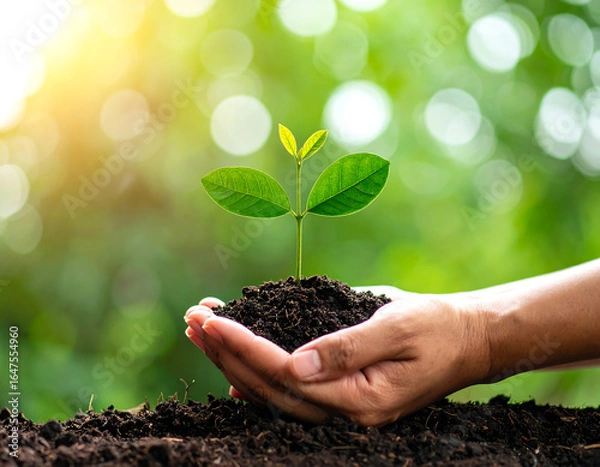 Fototapeta Hand gently holds small plant sprouting from rich soil, symbolizing growth and nurturing in vibrant, green environment