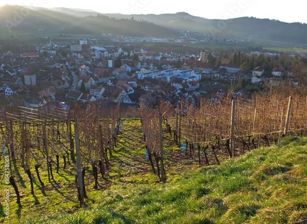 Obraz Vineyard, sunset and view on Gengenbach