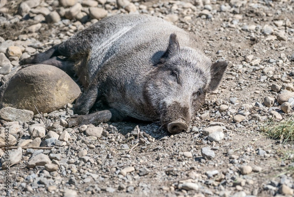 Fototapeta Schwein beim Schlafen in der Sonne