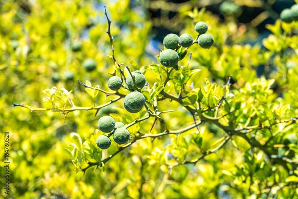 Fototapeta Zitrusfrüchte am Baum