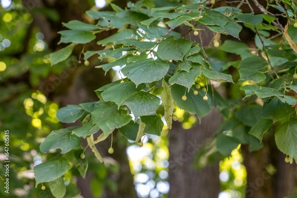 Fototapeta Lindenblätter