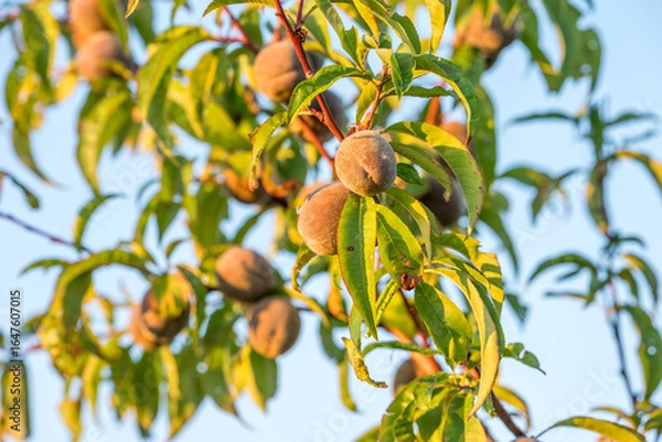 Fototapeta Pfirsiche am Baum
