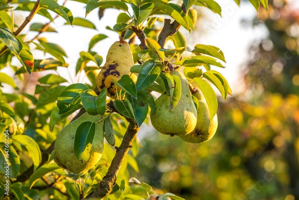Fototapeta Reife Birnen am Baum