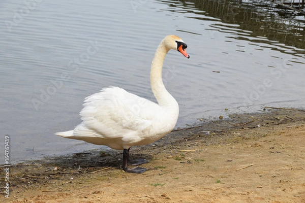 Fototapeta Lonely white swan on a clean lake