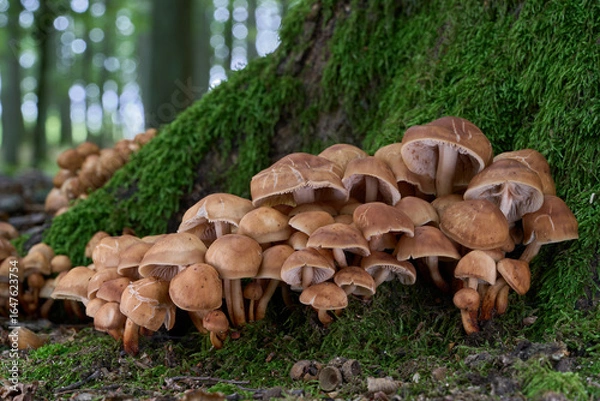 Fototapeta Gymnopus fusipes mushroom on the roots of tree. Known as Spindleshank. Group of poisonous mushrooms in the oak forest.
