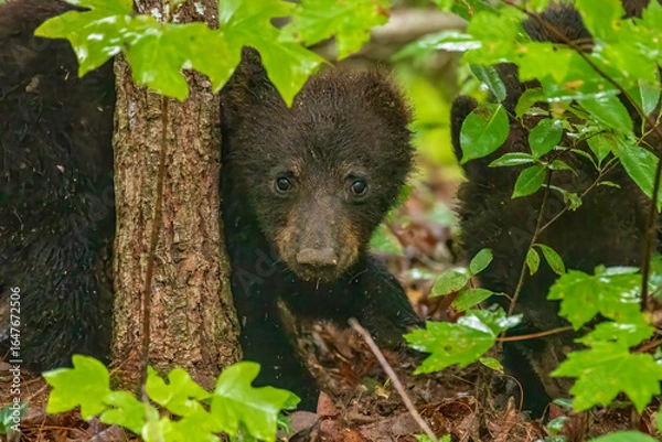 Obraz Black Bear Cubs