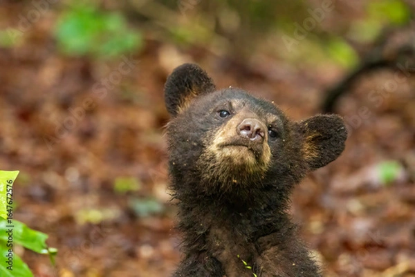 Fototapeta Black Bear Cubs