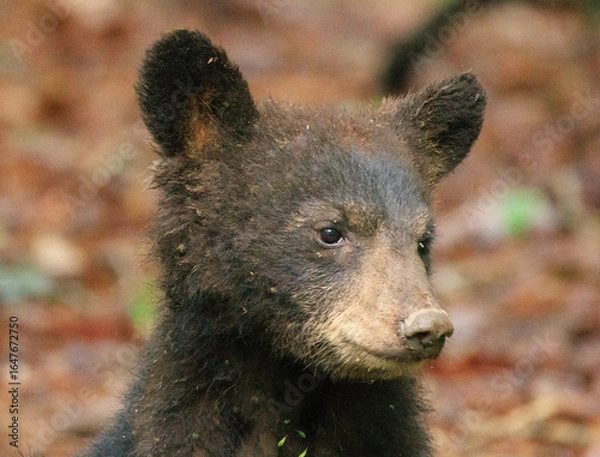 Obraz Black Bear Cubs