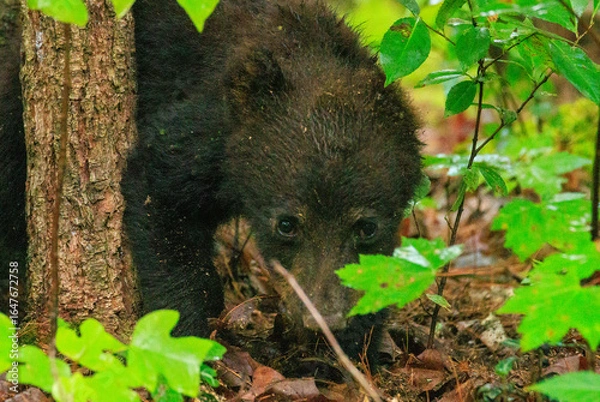 Obraz Black Bear Cubs