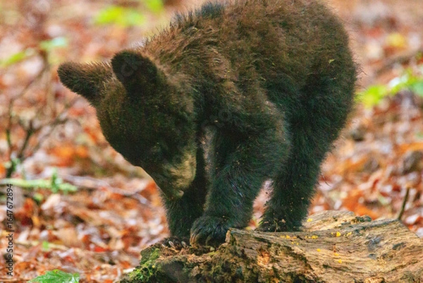 Obraz Black Bear Cubs