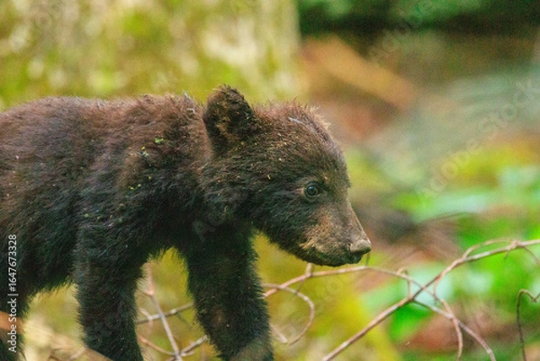 Fototapeta Black Bear Cubs