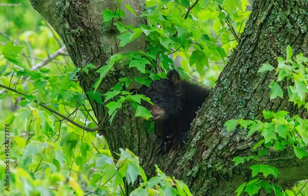 Fototapeta Black Bear Cubs